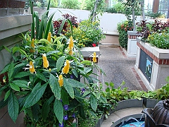 447 Longwood Gardens [2008 August 23]